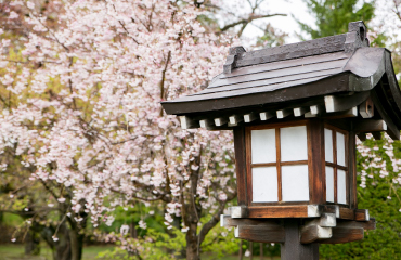 桜の神社